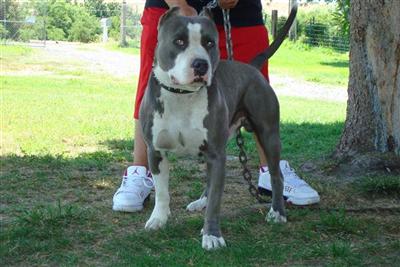 Stud Dog